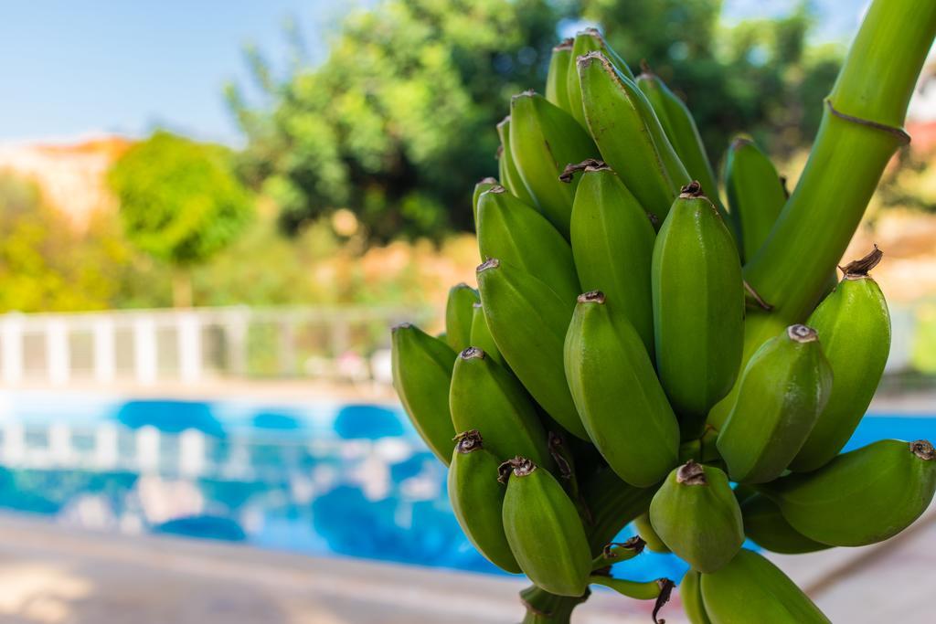 Pataros Hotel Patara Ngoại thất bức ảnh